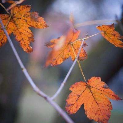 澳门威斯尼斯WNS888入口app下载